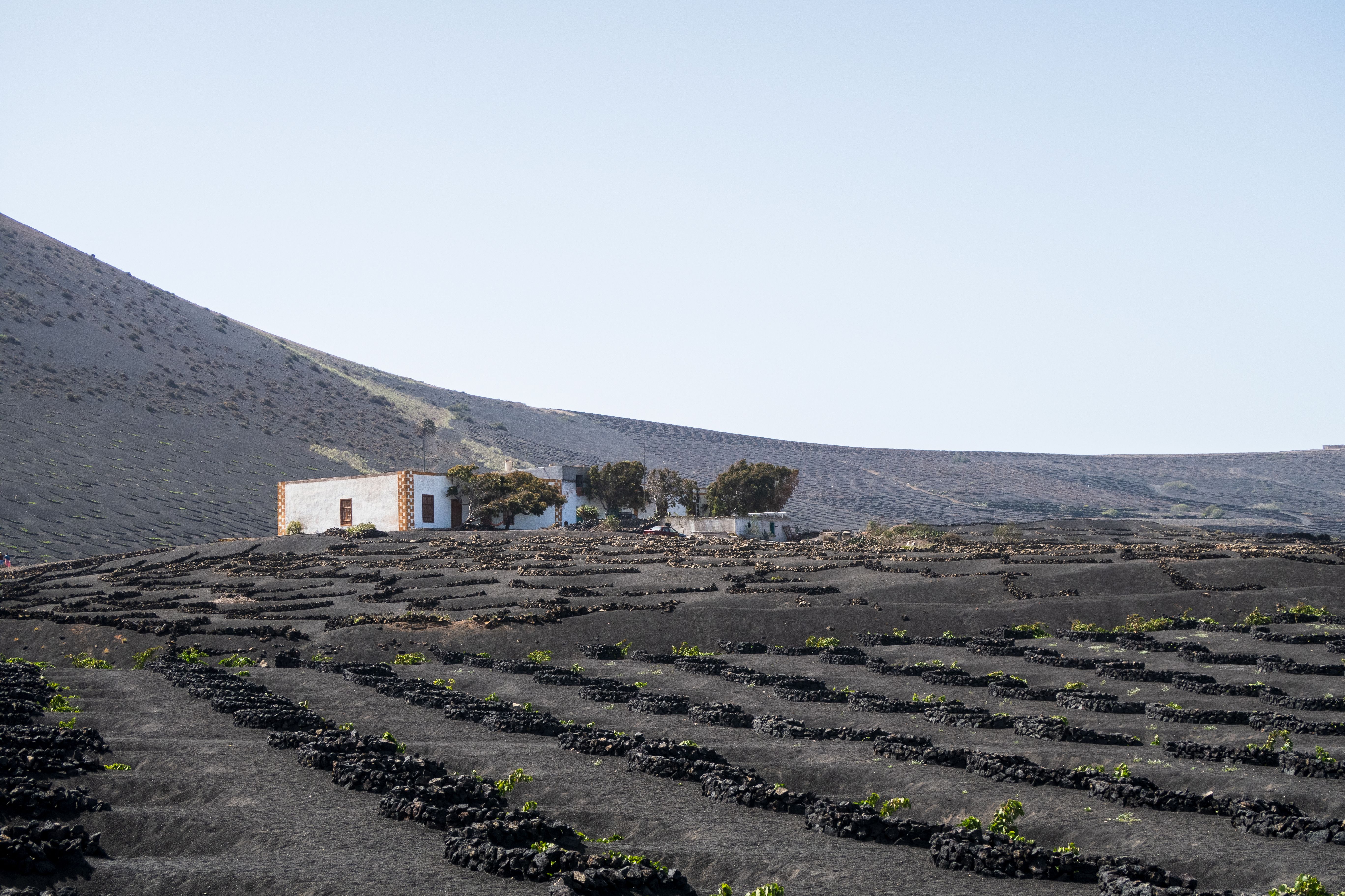 Captivating vineyard set against volcanic landscapes in Lanzarote, Canary Islands.