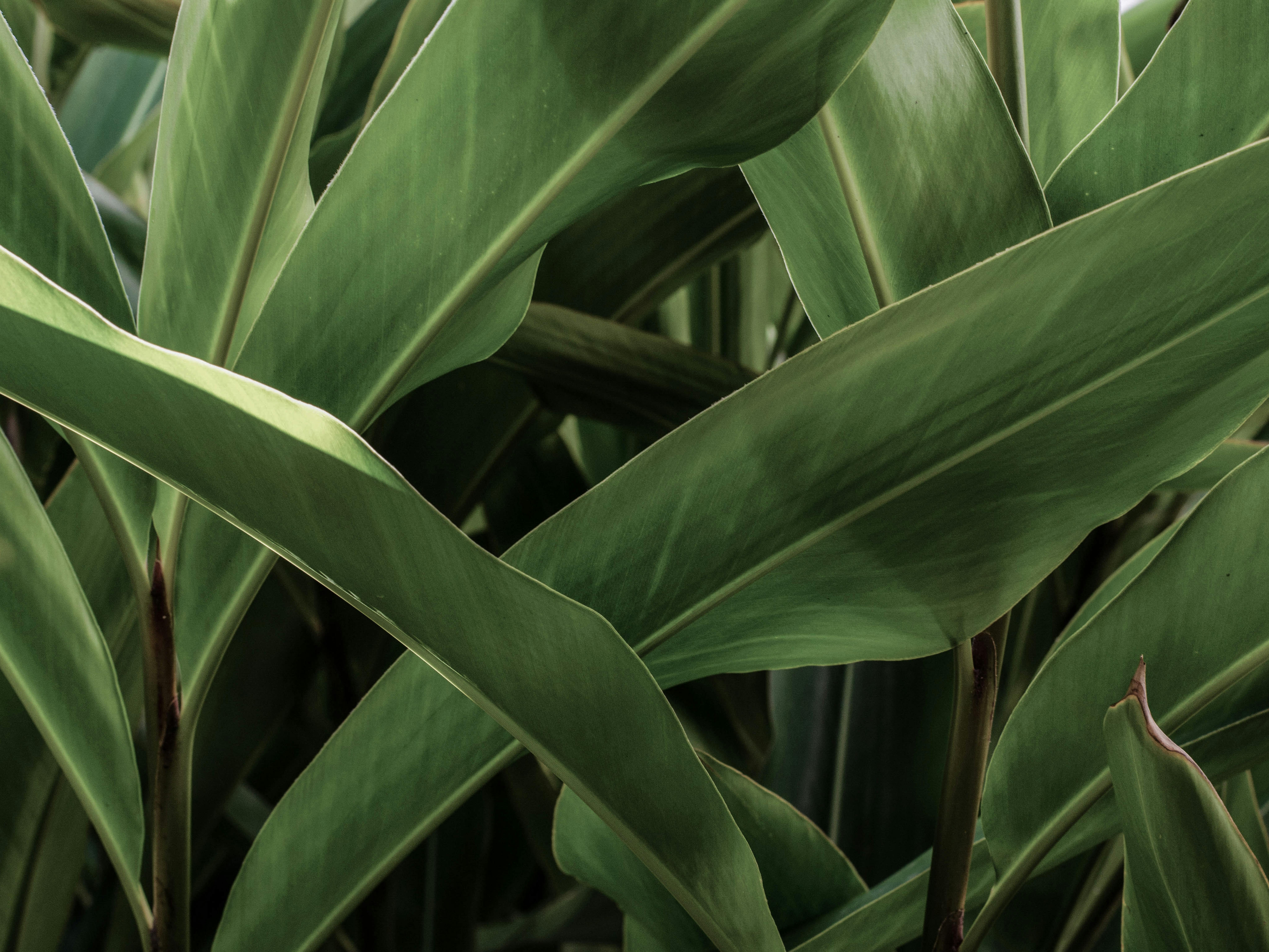 A detailed close-up of lush green tropical leaves, providing a sense of nature's freshness and vitality.