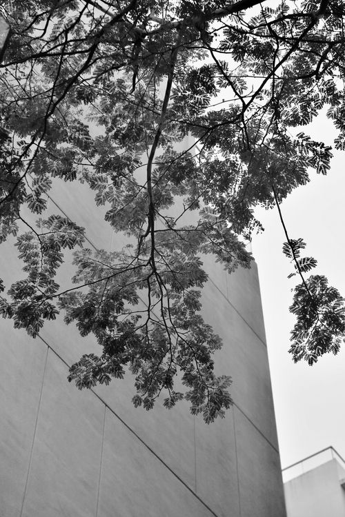 Free Elegant contrast of city architecture and natural foliage in Singapore's urban landscape. Stock Photo