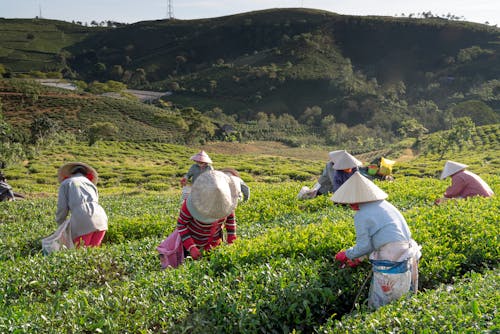 People Harvesting