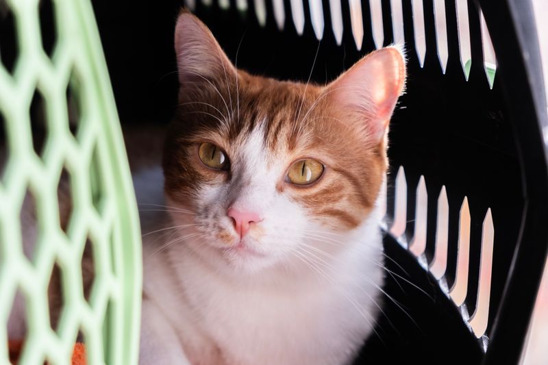 An alert cat resting in a pet carrier, ready to travel