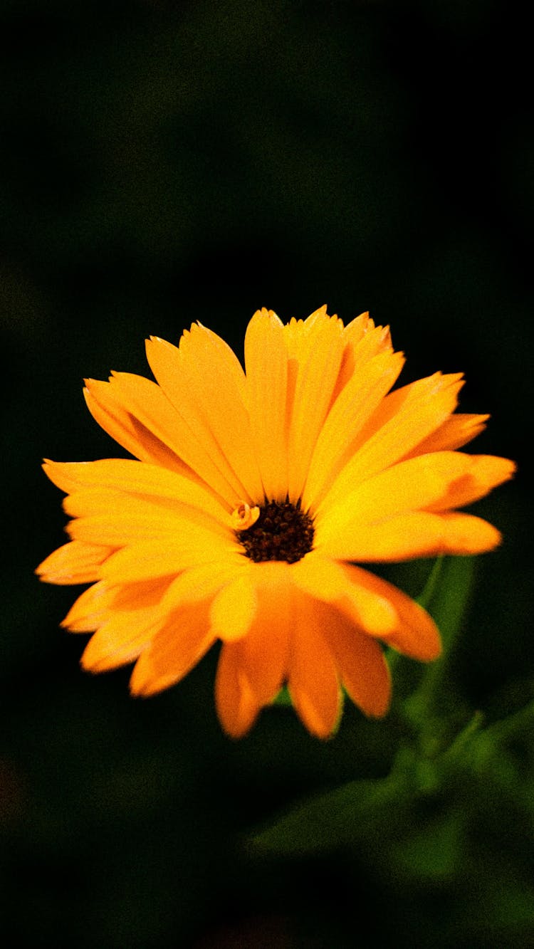 Yellow Flower Plant