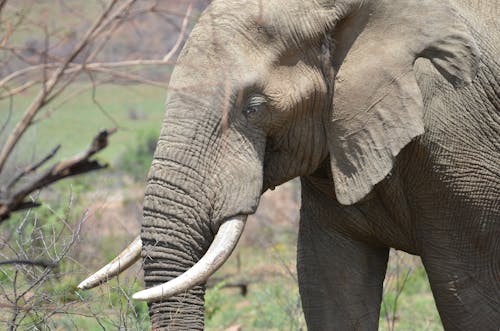 Photos gratuites de animal, éléphant, éléphant d'afrique