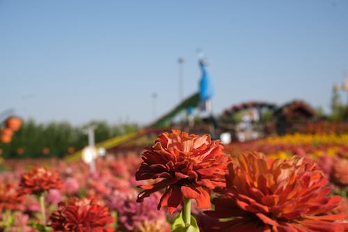 Photos gratuites de clou de girofle, fleurs, fleurs blanches