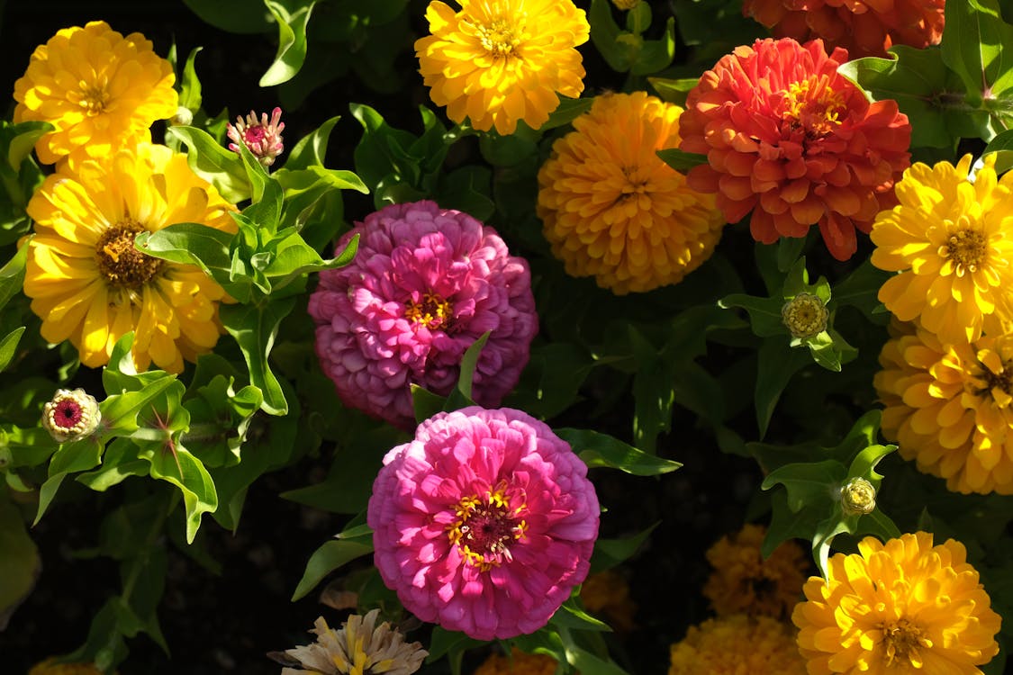 Photos gratuites de clou de girofle, fleurs, fleurs blanches