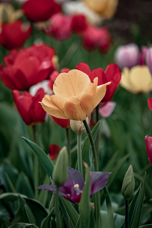 Kostenloses Stock Foto zu blumenmeer, blumenwiese, blütenpracht