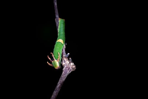 Caterpillar Hijau Di Cabang