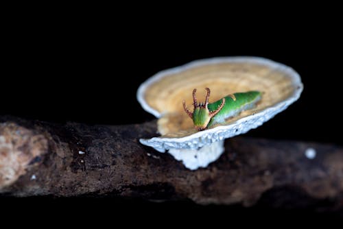 Фотография зеленой гусеницы на грибе в селективном фокусе