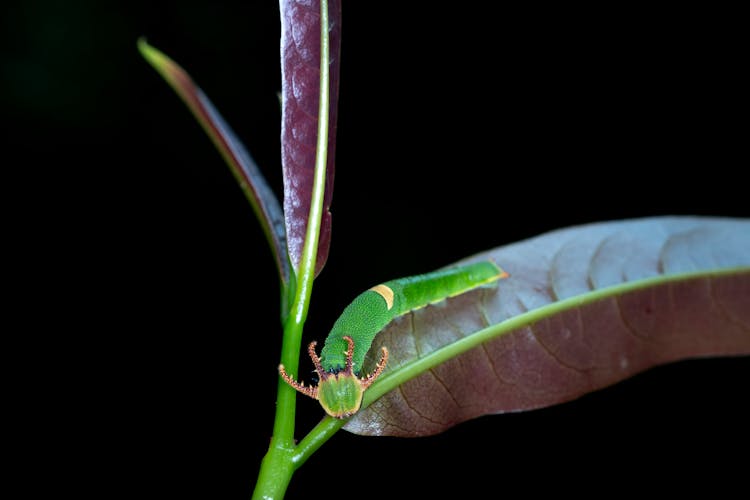 Green Caterpillar On Purple Leaf