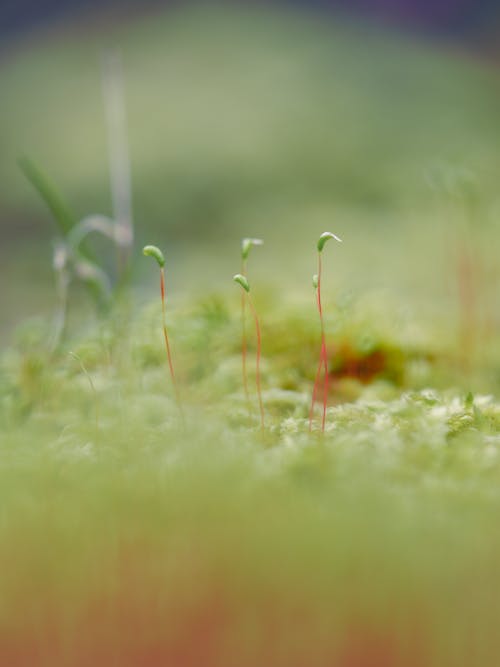 Foto d'estoc gratuïta de a l'aire lliure, camp de cereals, creixement