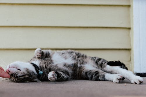 Cat Lying Down on Ground
