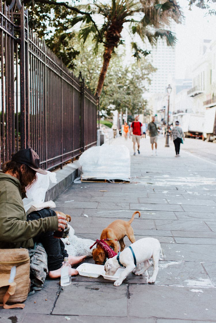 Barefoot Person Sitting On Pavement And Feeding Two Small Dogs