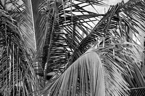 Palmeira,  planta,  vegetação,  árvore 