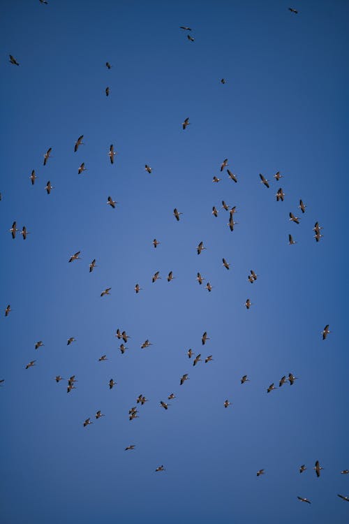 A flock of birds flying in the sky