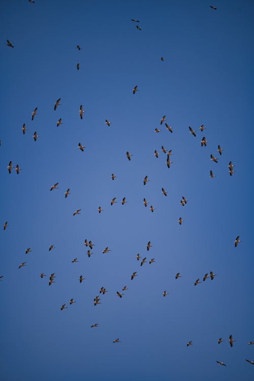 Základová fotografie zdarma na téma divočina, hejno, husa