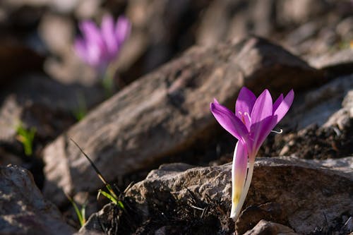 Безкоштовне стокове фото на тему «colchicum, дикий, квітка»