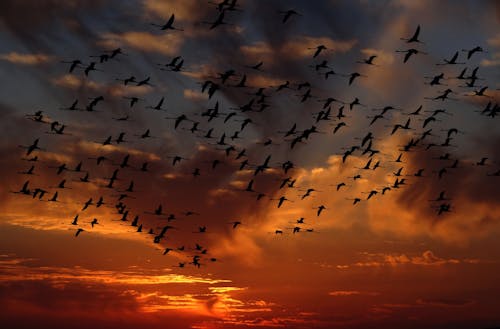 日落, 紅鶴 的 免费素材图片