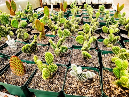 Foto stok gratis kaktus