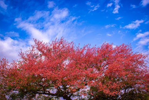 Immagine gratuita di fiori rosa, grande albero, sopra le nuvole