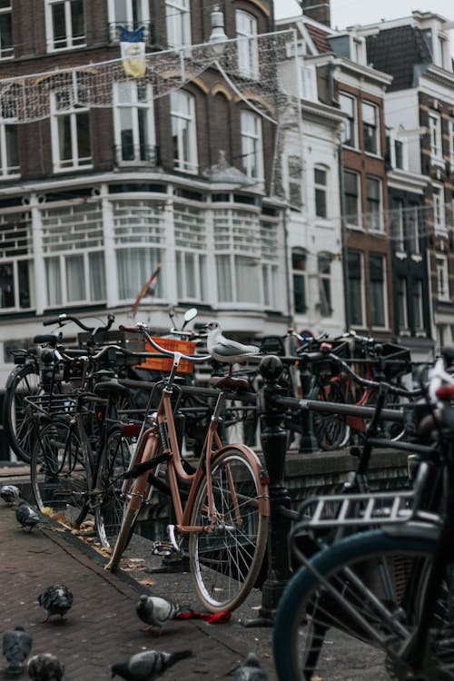 Calle Amsterdam Con Paloma En Bicicleta. 