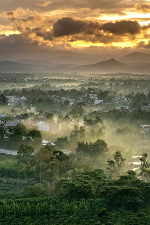 Fogs on the Ground With Trees and Houses