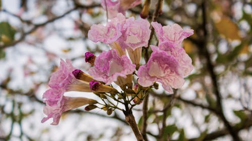봄, 봄 꽃, 작은 꽃의 무료 스톡 사진