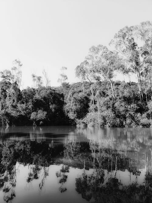 Darmowe zdjęcie z galerii z czarno-biały, drzewa, odbicie