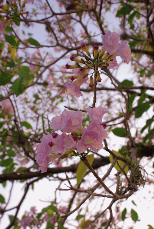 Δωρεάν στοκ φωτογραφιών με μικροσκοπικά λουλούδια