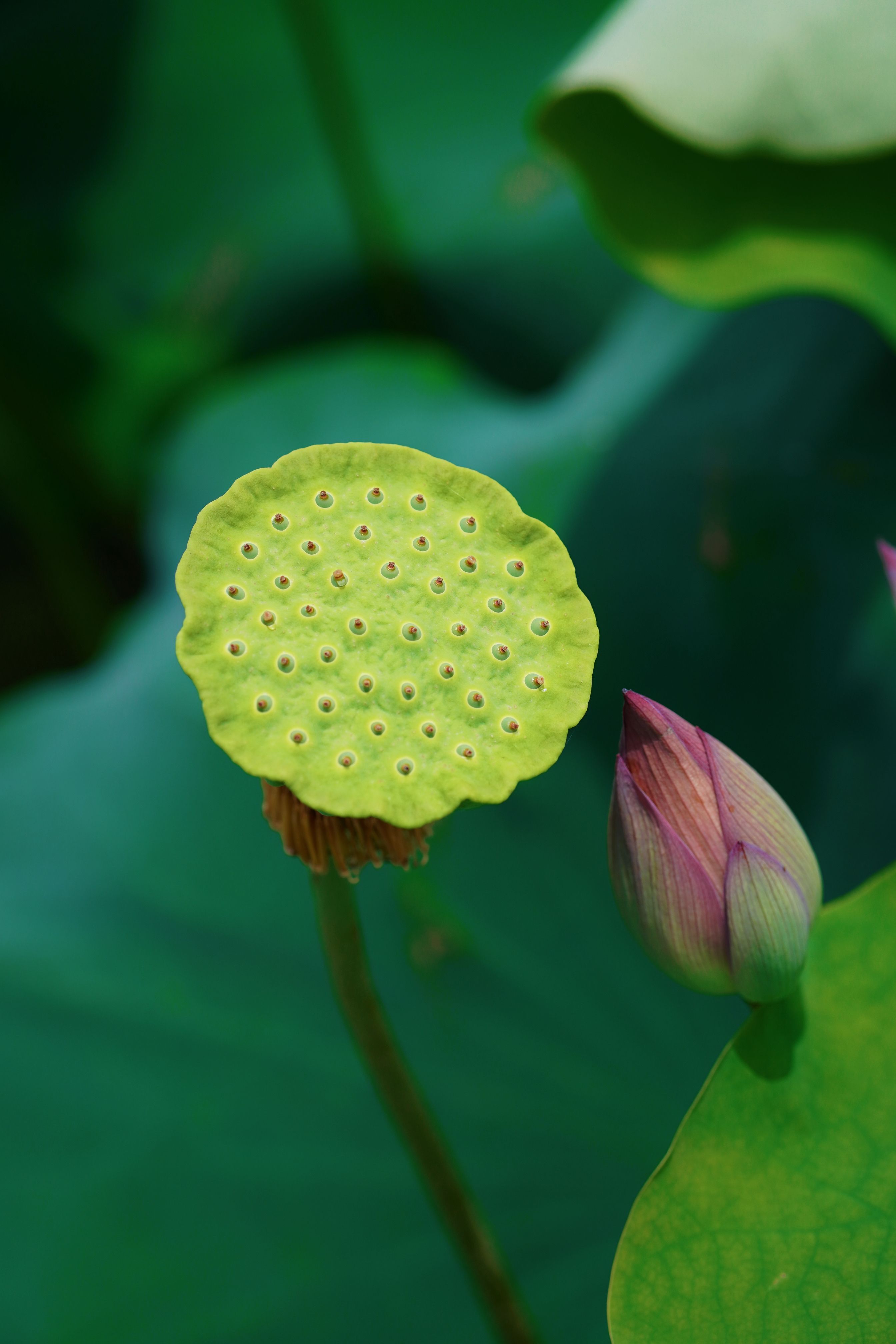 수박