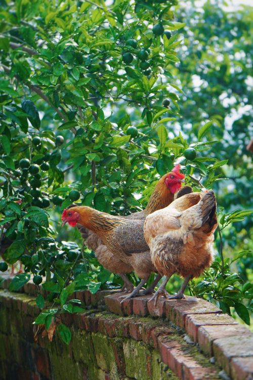 Free Two hens perch on a rustic brick wall surrounded by lush greenery in Jiujang, Jiangxi, China. Stock Photo