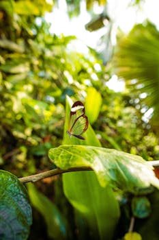 A stunning glasswing butterfly perched on a leaf amidst vibrant jungle foliage.