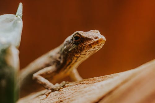 A lizard is sitting on top of a wooden log