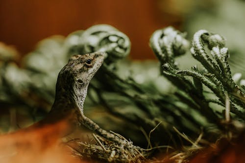 Foto d'estoc gratuïta de cap, enfocament selectiu, fotografia d'animals