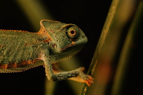 Imagine de stoc gratuită din cameleon, focalizare selectivă, fotografie cu animale sălbatice