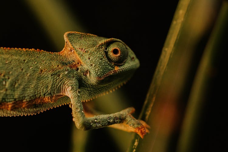 Chameleon In Nature