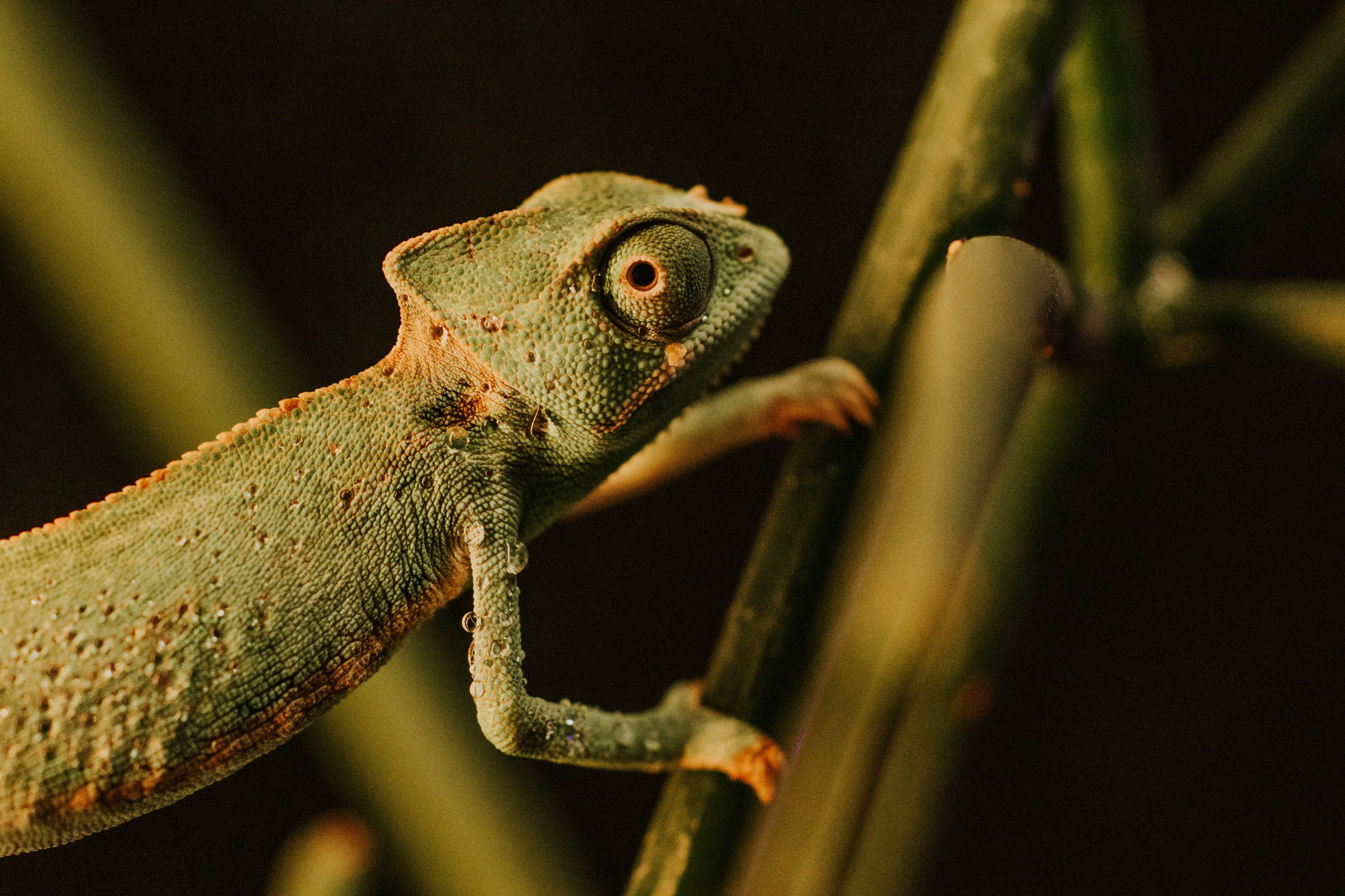 Penutup: Warisan Sang Chameleon yang Abadi