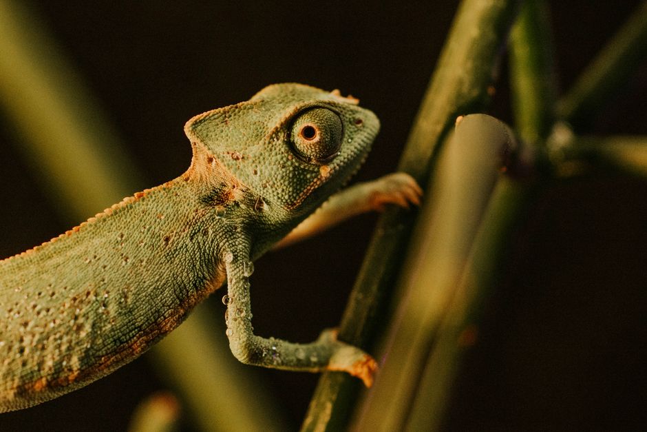 Penutup: Warisan Sang Chameleon yang Abadi Penutup: Warisan Sang Chameleon yang Abadi