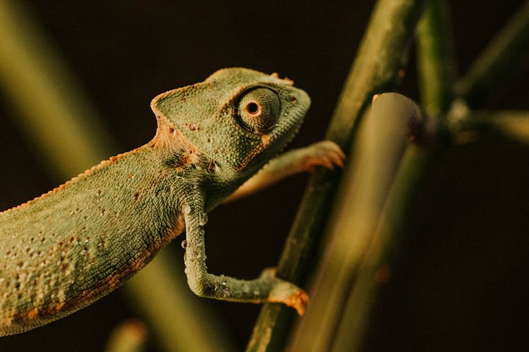 Chameleon In Nature