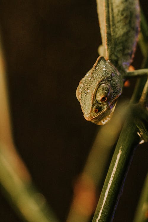 A chamelon lizard is perched on a plant