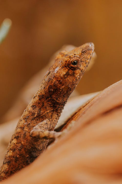 Head of Lizard