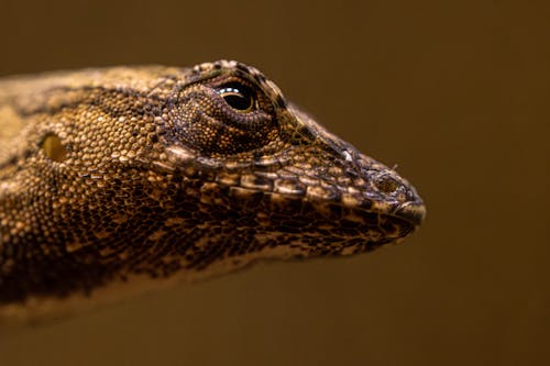 A close up of a lizard's head