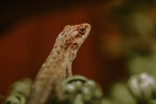 A detailed close-up of a lizard on foliage with a blurred background, showcasing wildlife in focus.