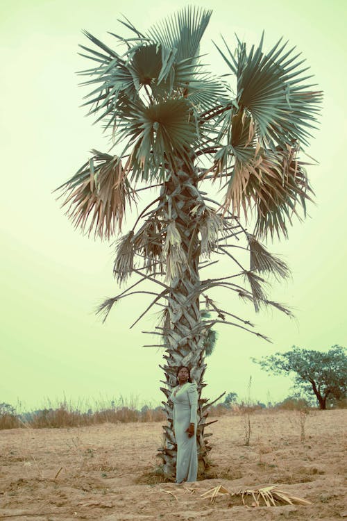 A palm tree in the middle of a field