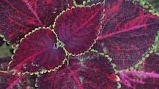 充满活力的羽衣甘蓝叶子特写镜头，呈现红色和紫色色调，非常适合自然背景