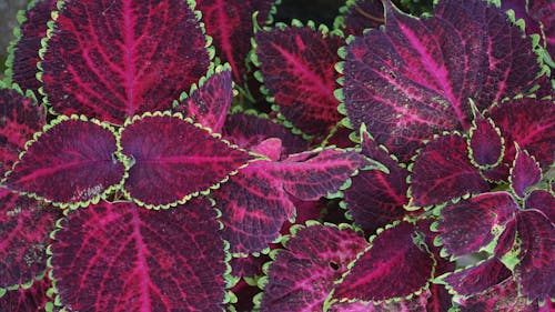 Red-and-green Leafed Plants