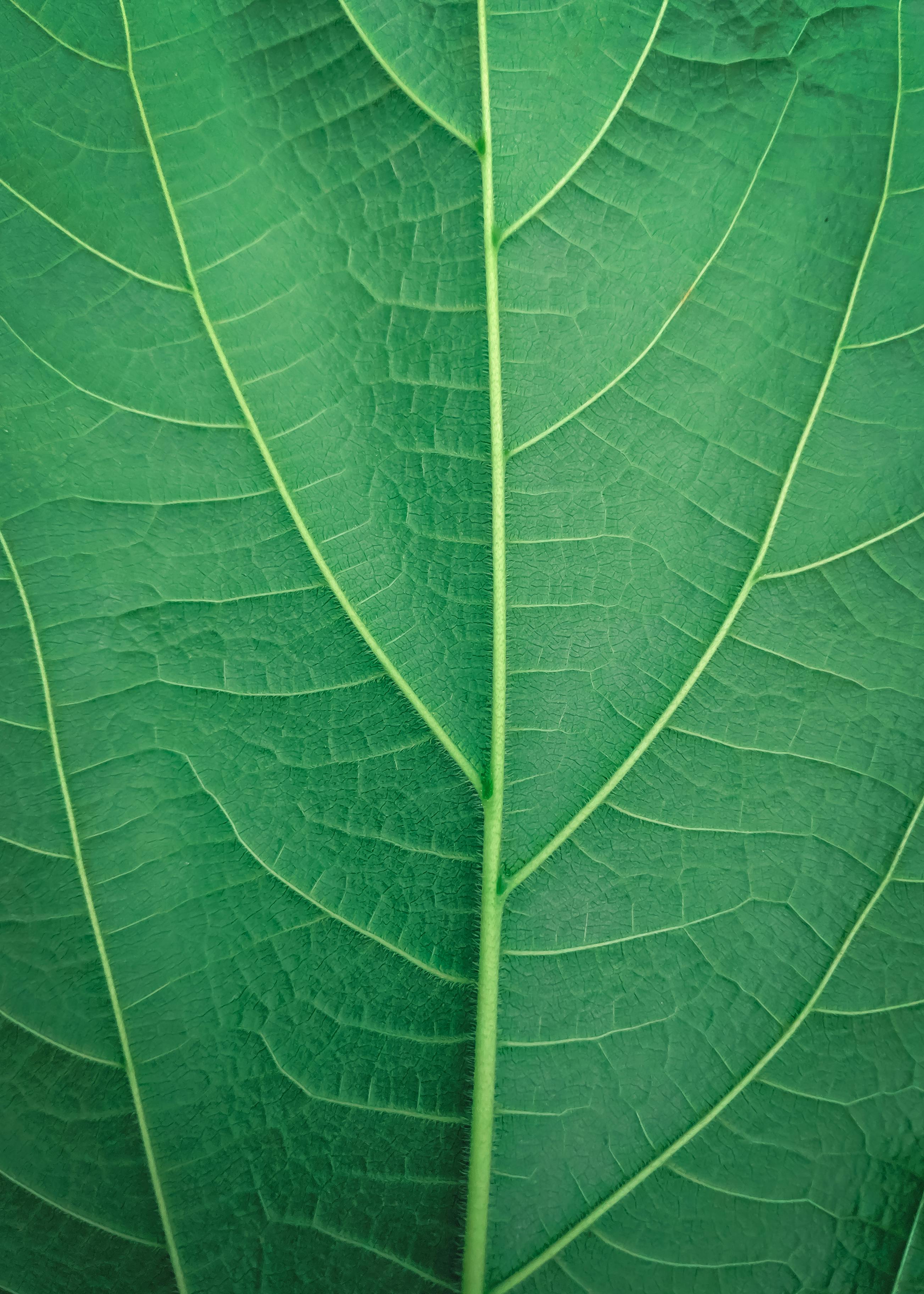 Green Leaf Wallpaper  iPhone Android  Desktop Backgrounds