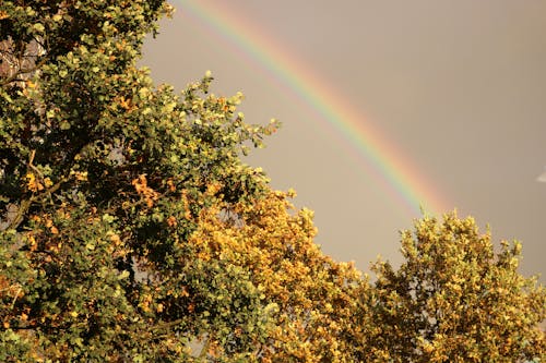 Free stock photo of rainbow, trees Stock Photo