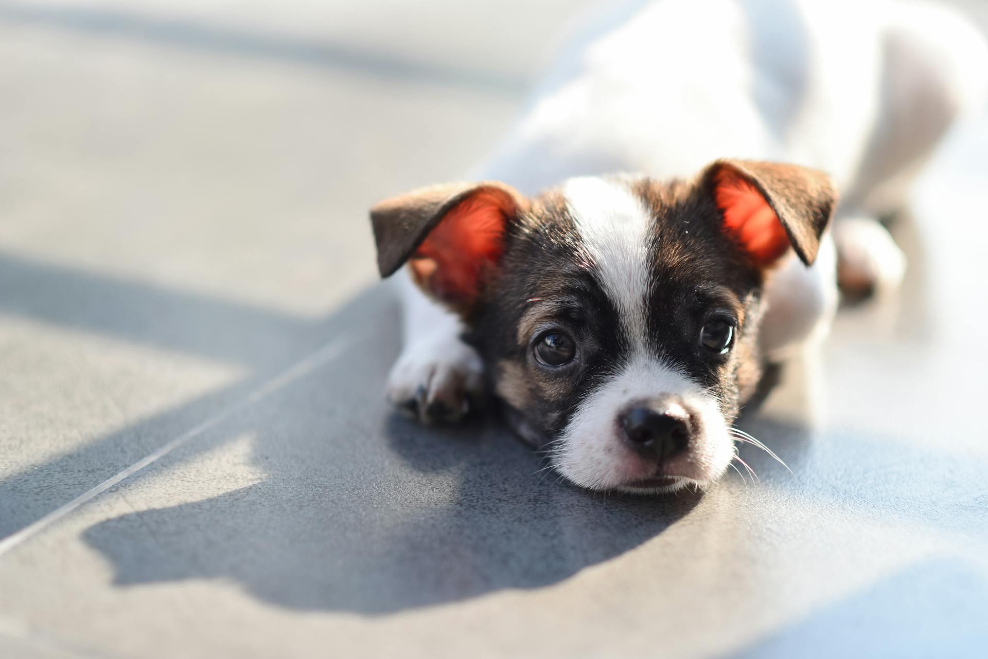 Un chihuahua couché sur le sol