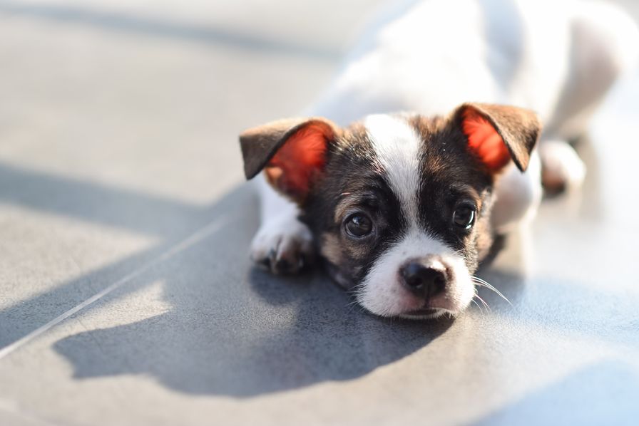 Uncovering ancient roots what were chihuahuas bred for 