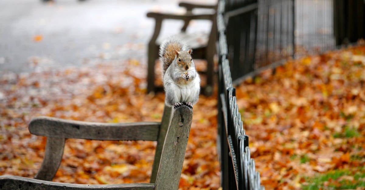 Free stock photo of animal, autumn, bench